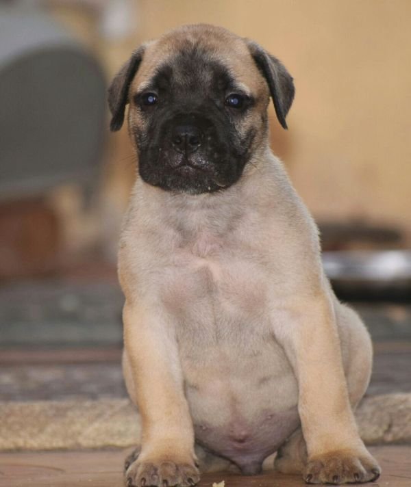 DogsIndia.com - Bullmastiff - Krishnakumar, Coimbatore