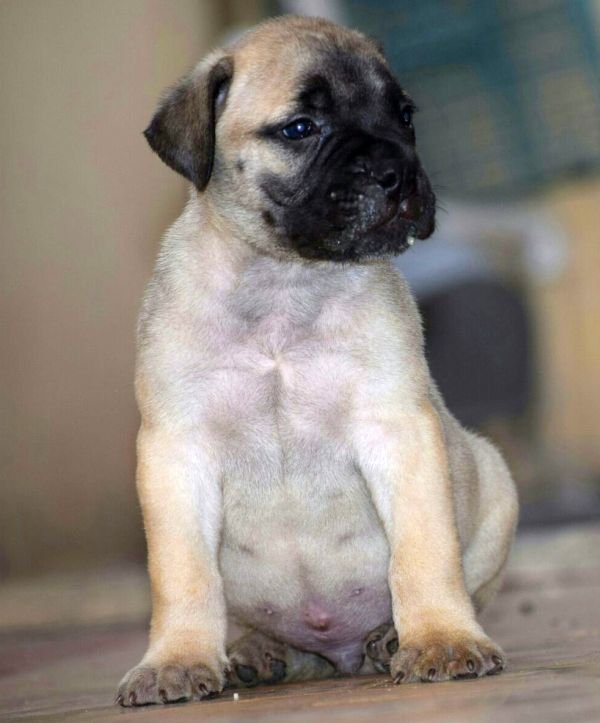 DogsIndia.com - Bullmastiff - Krishnakumar, Coimbatore