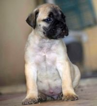 DogsIndia.com - Bullmastiff - Krishnakumar, Coimbatore