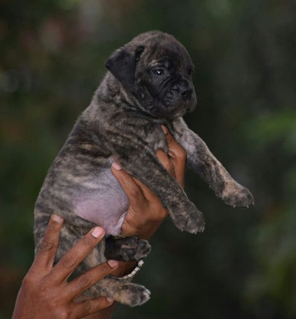 DogsIndia.com - Bullmastiff - Krishnakumar, Coimbatore