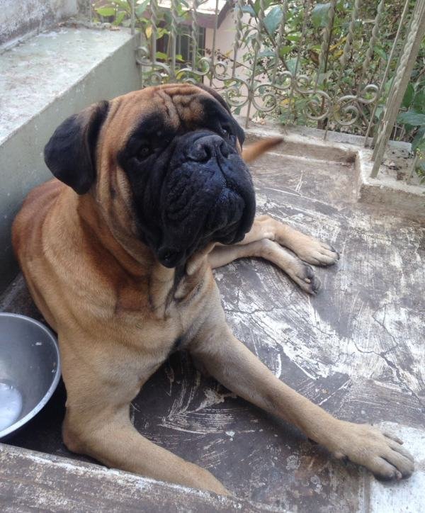 DogsIndia.com - Bullmastiff - Krishnakumar, Coimbatore
