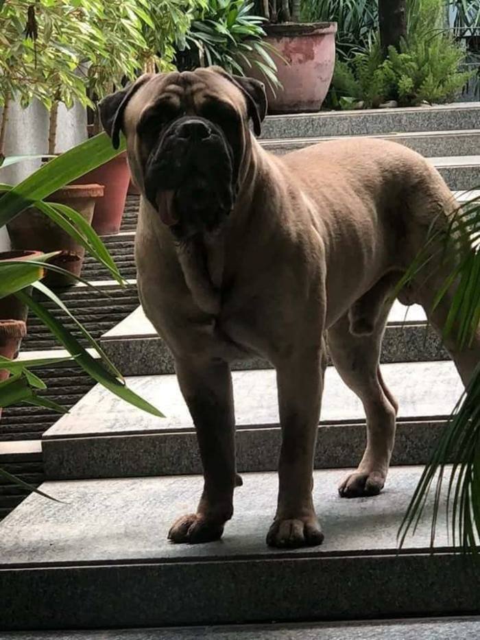 DogsIndia.com - Bullmastiff - Raj Singh