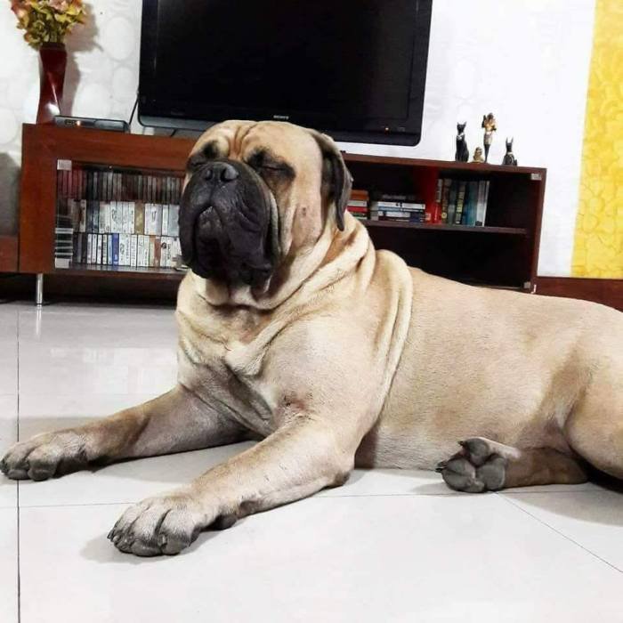 DogsIndia.com - Bullmastiff - Raj Singh