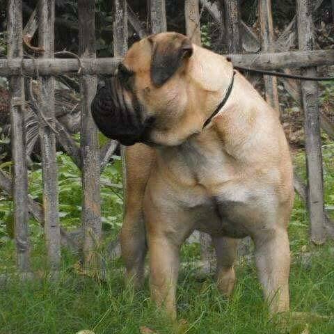 DogsIndia.com - Bullmastiff - Raj Singh