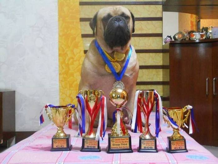 DogsIndia.com - Bullmastiff - Raj Singh