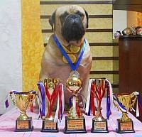 DogsIndia.com - Bullmastiff - Raj Singh