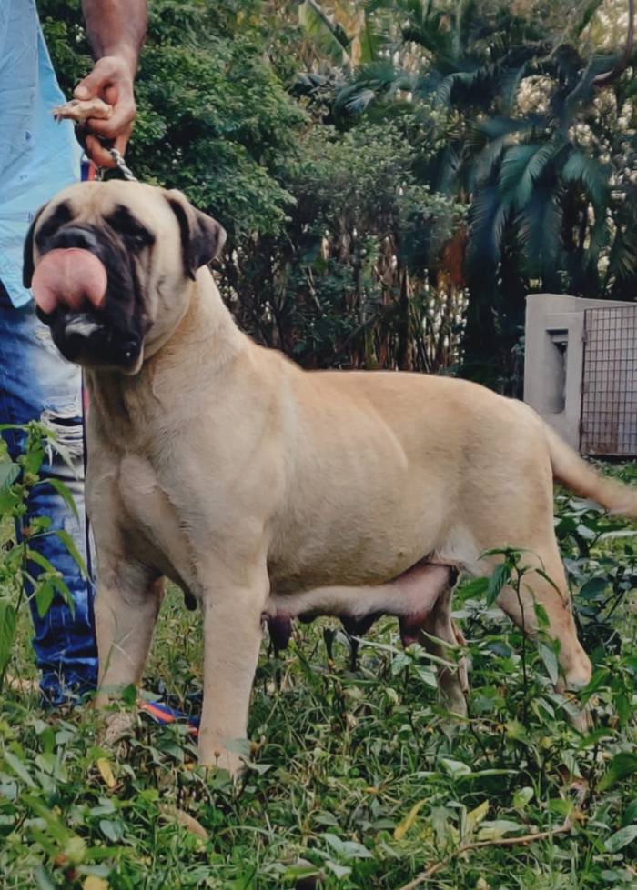 DogsIndia.com - Bullmastiff - Raj Singh