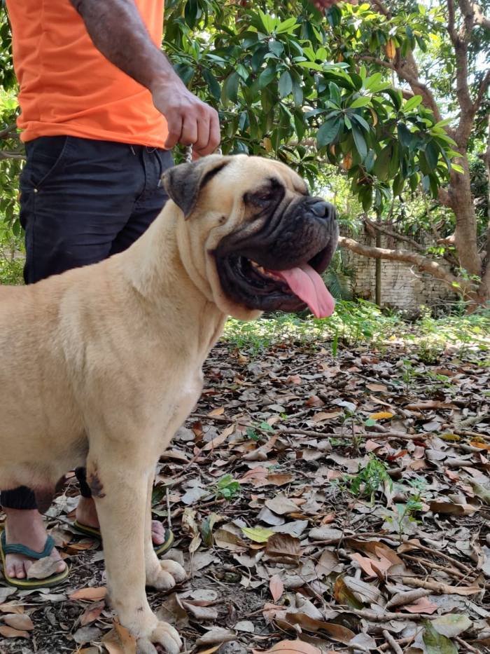 DogsIndia.com - Bullmastiff - Raj Singh