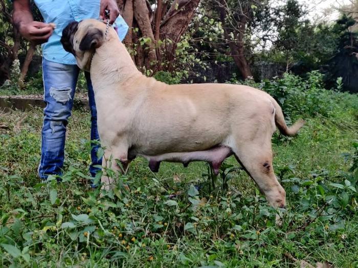 DogsIndia.com - Bullmastiff - Raj Singh