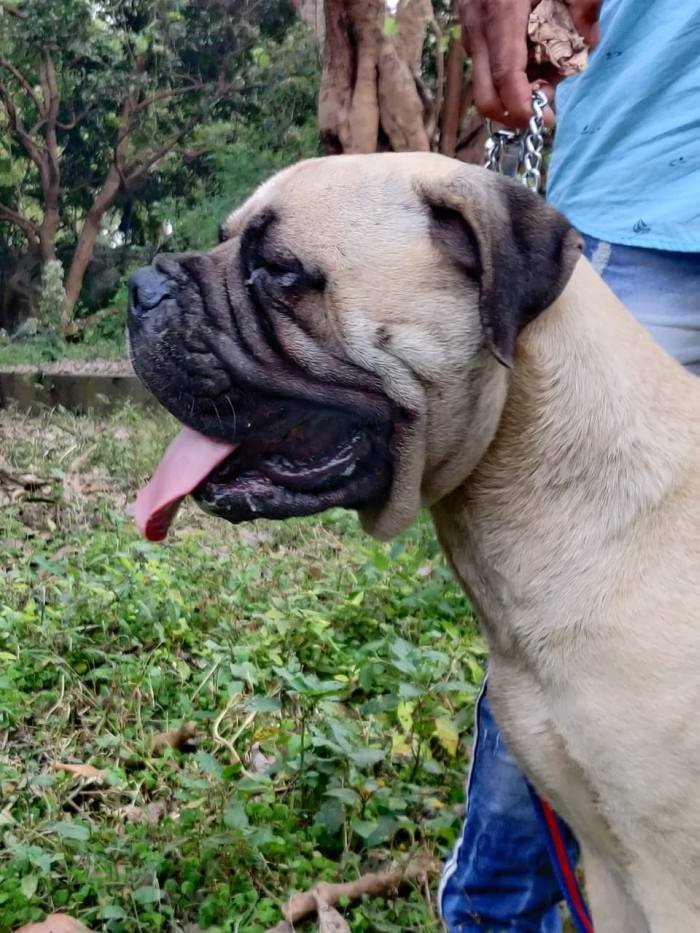 DogsIndia.com - Bullmastiff - Raj Singh