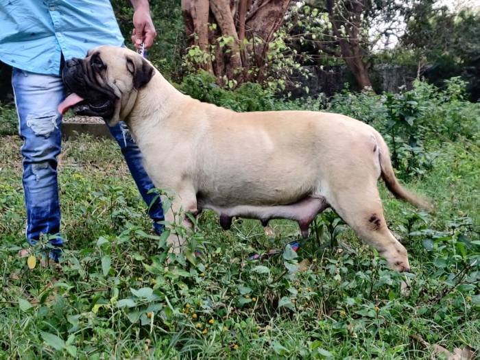 DogsIndia.com - Bullmastiff - Raj Singh
