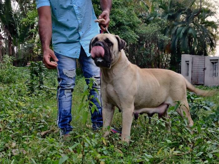 DogsIndia.com - Bullmastiff - Raj Singh