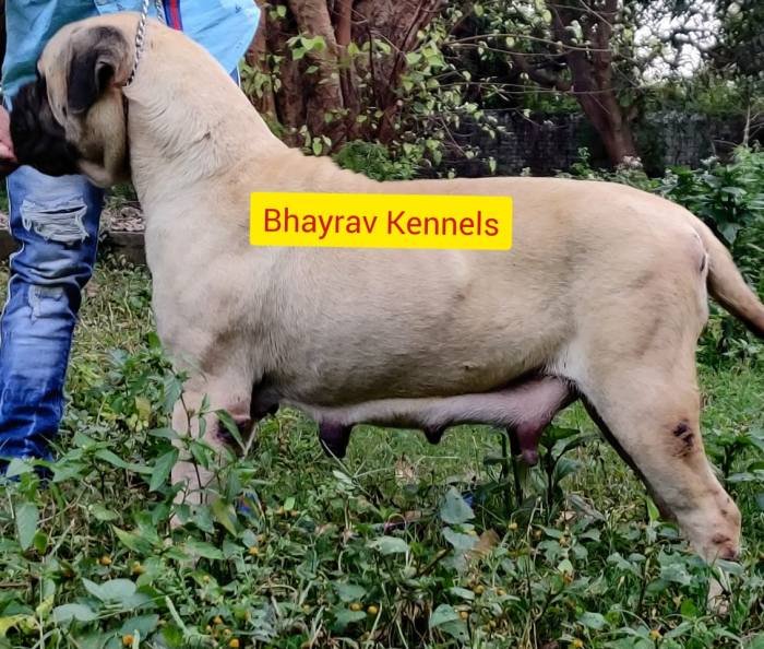 DogsIndia.com - Bullmastiff - Raj Singh