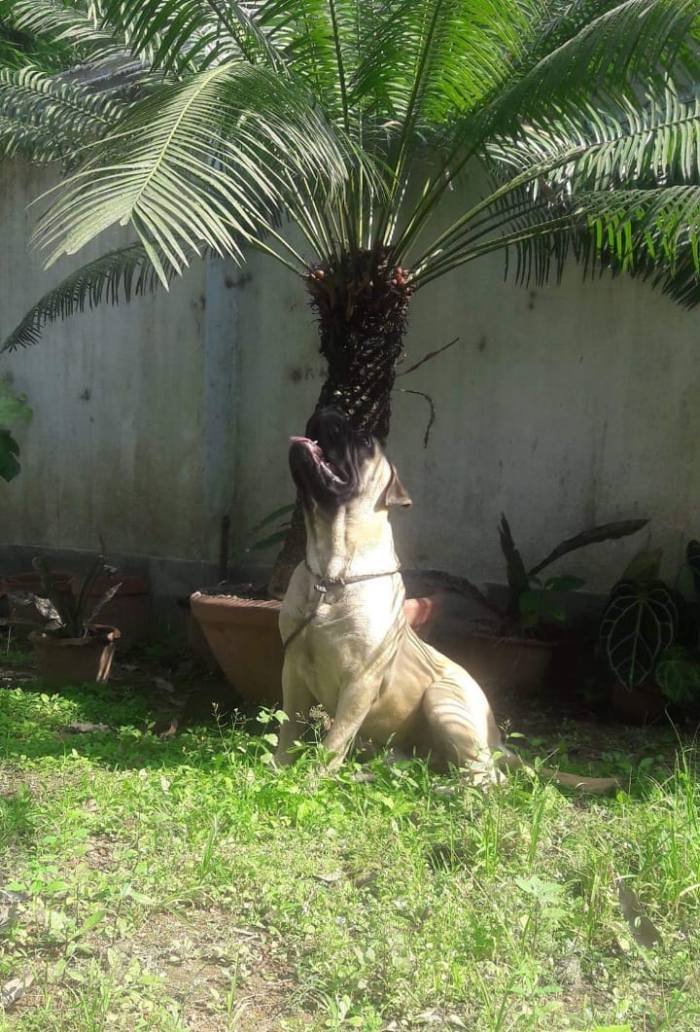 DogsIndia.com - Bullmastiff - Raj Singh