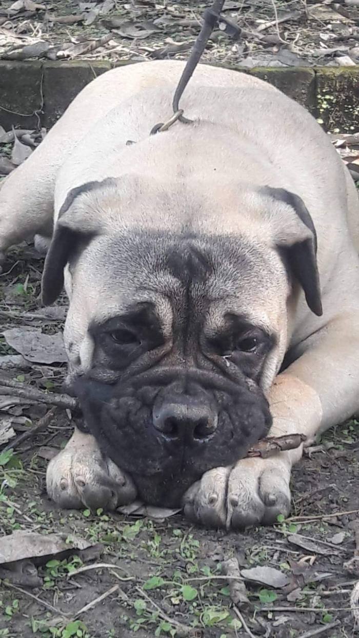 DogsIndia.com - Bullmastiff - Raj Singh