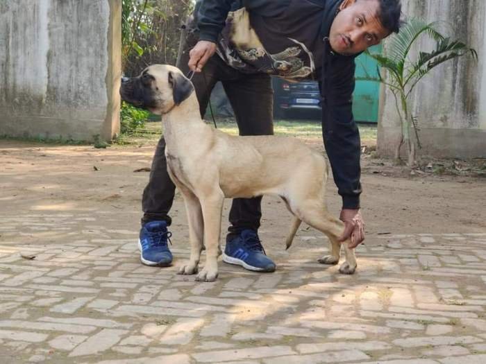 DogsIndia.com - Bullmastiff - Raj Singh