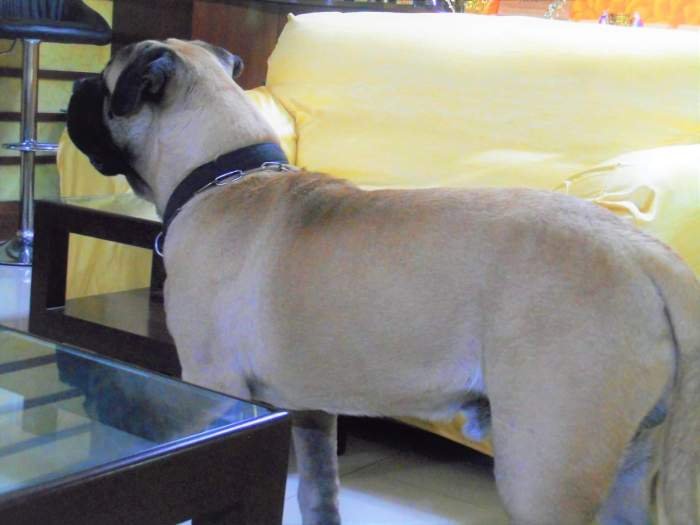 DogsIndia.com - Bullmastiff - Raj Singh