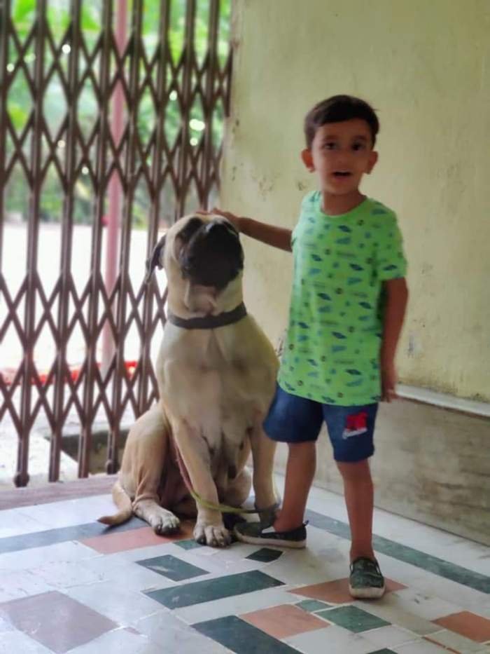DogsIndia.com - Bullmastiff - Raj Singh