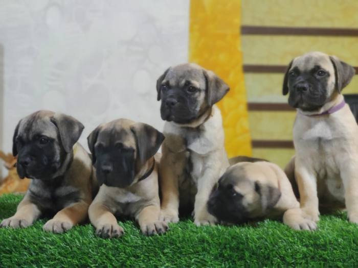 DogsIndia.com - Bullmastiff - Raj Singh