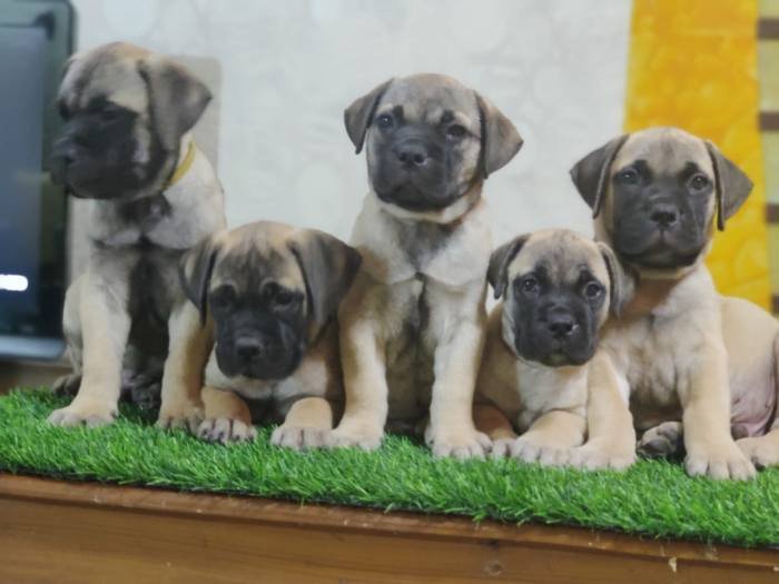 DogsIndia.com - Bullmastiff - Raj Singh