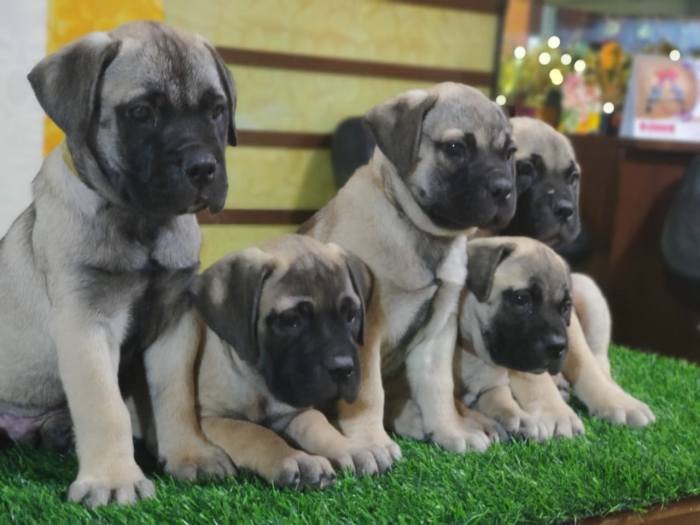 DogsIndia.com - Bullmastiff - Raj Singh