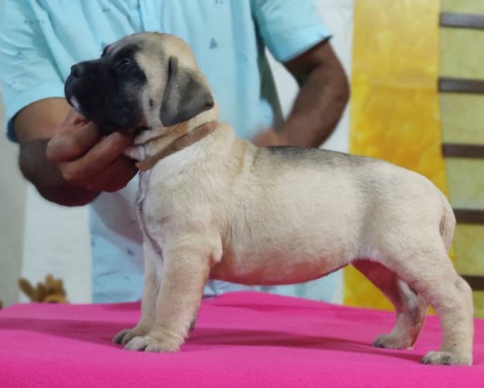 DogsIndia.com - Bullmastiff - Raj Singh