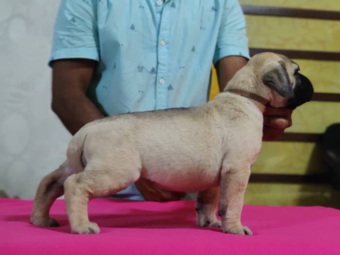 DogsIndia.com - Bullmastiff - Raj Singh