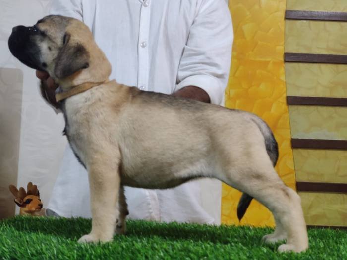 DogsIndia.com - Bullmastiff - Raj Singh