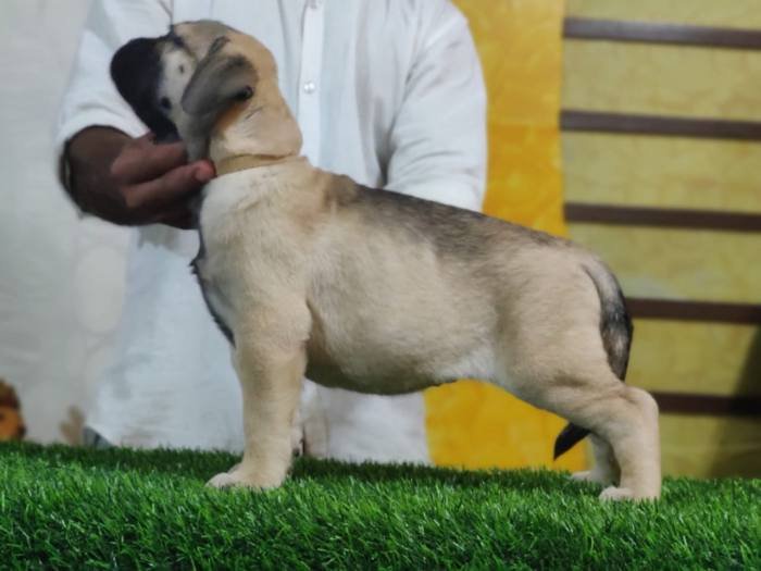 DogsIndia.com - Bullmastiff - Raj Singh