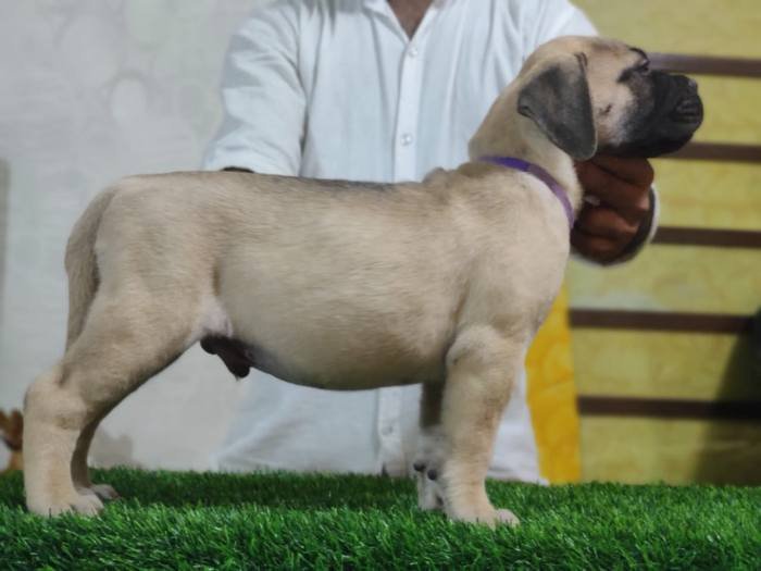 DogsIndia.com - Bullmastiff - Raj Singh