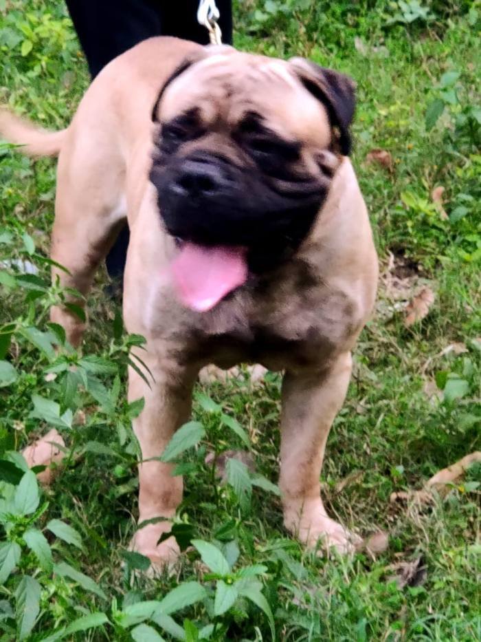DogsIndia.com - Bullmastiff - Raj Singh