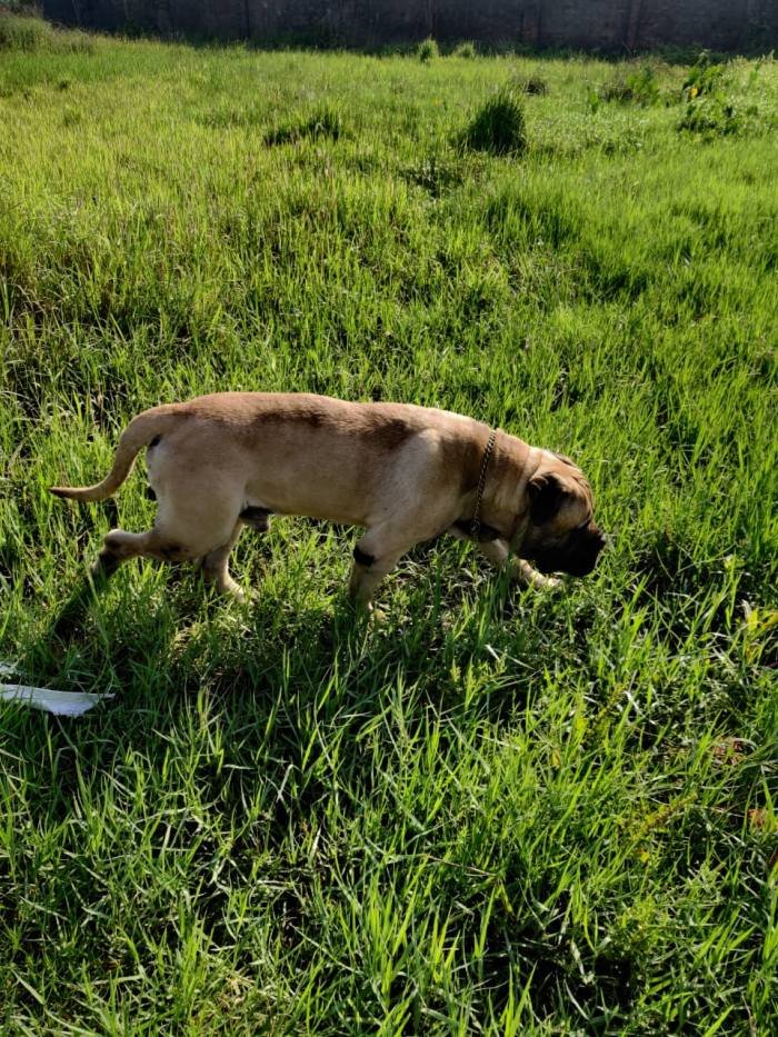 DogsIndia.com - Bullmastiff - Raj Singh