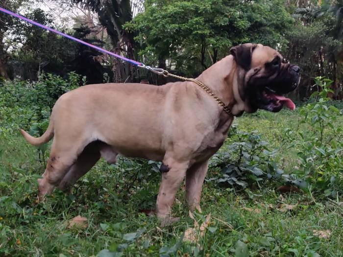 DogsIndia.com - Bullmastiff - Raj Singh