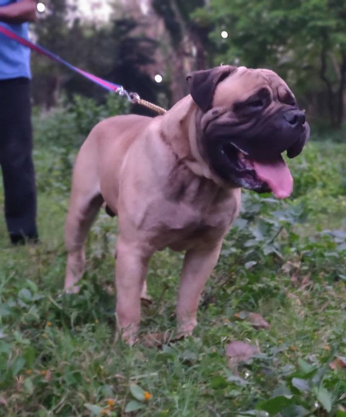 DogsIndia.com - Bullmastiff - Raj Singh