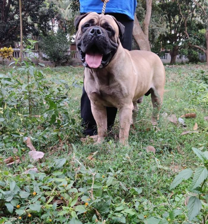 DogsIndia.com - Bullmastiff - Raj Singh