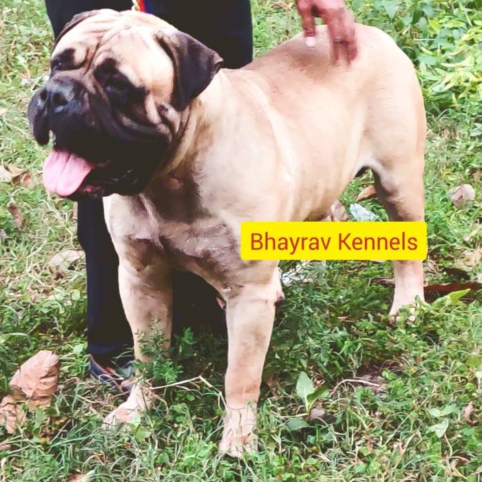 DogsIndia.com - Bullmastiff - Raj Singh