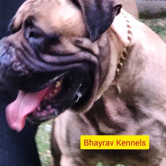 DogsIndia.com - Bullmastiff - Raj Singh