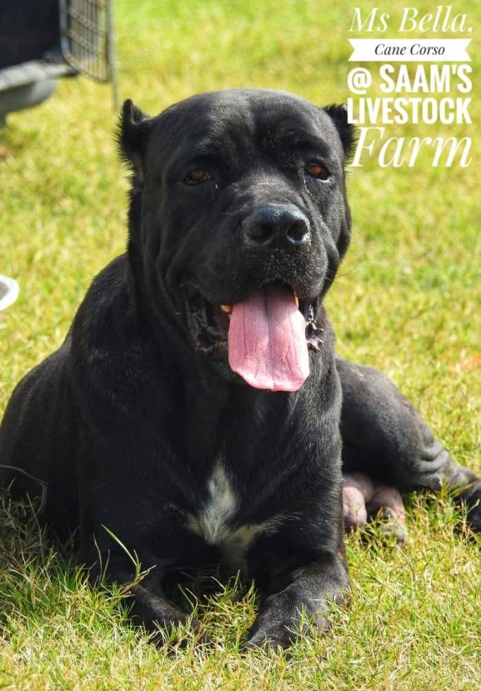 DogsIndia.com - Cane Corso - Aatif