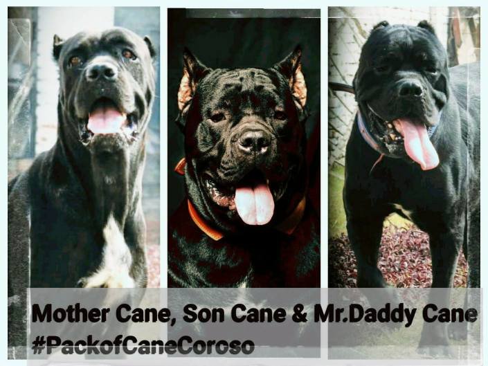 DogsIndia.com - Cane Corso - Aatif