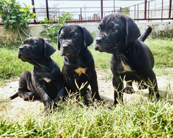 DogsIndia.com - Cane Corso - Aatif