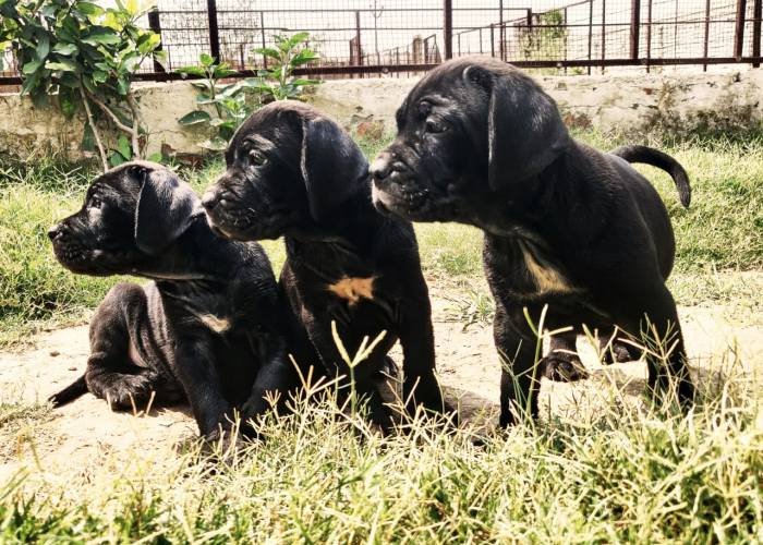 DogsIndia.com - Cane Corso - Aatif