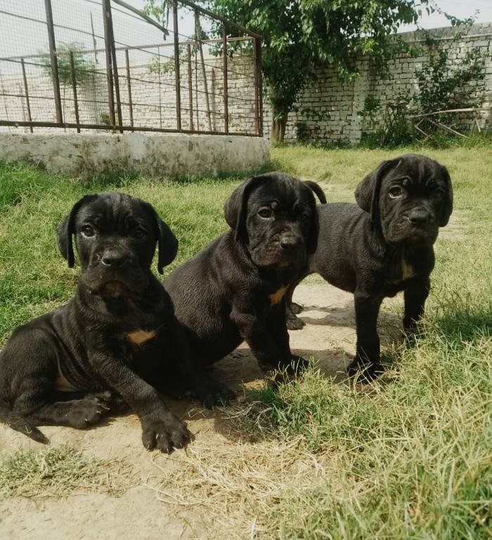 DogsIndia.com - Cane Corso - Aatif