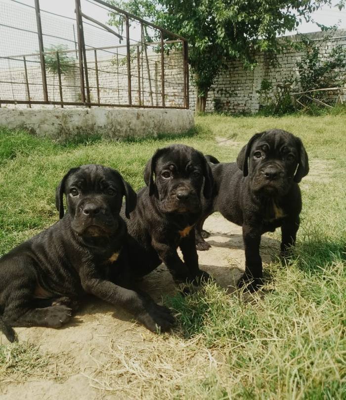 DogsIndia.com - Cane Corso - Aatif