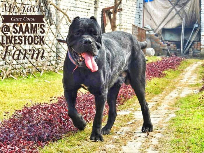 DogsIndia.com - Cane Corso - Aatif