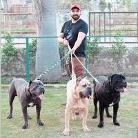 DogsIndia.com Cane Corso Abir Labana