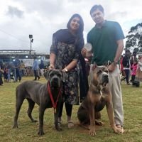 DogsIndia.com - Cane Corso - Arvind