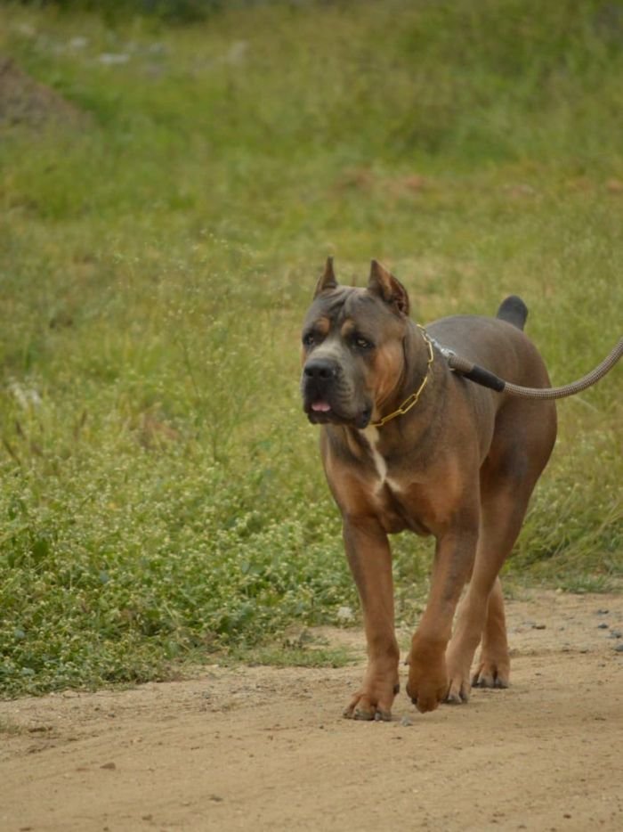DogsIndia.com - Cane Corso - Arvind
