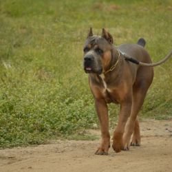 DogsIndia.com - Cane Corso - Arvind