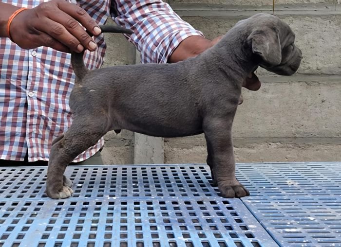 DogsIndia.com - Cane Corso - Arvind
