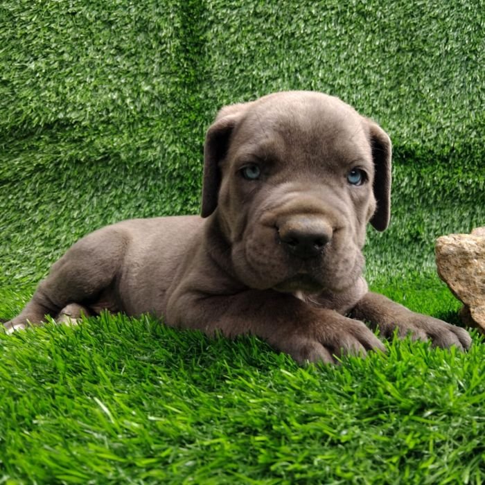 DogsIndia.com - Cane Corso - Arvind